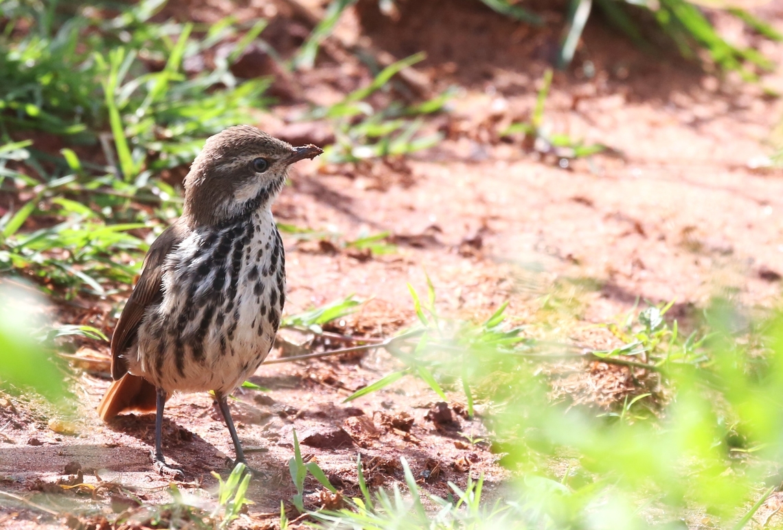 Spotted Palm Thrush Another bird spotted on the edge of Yabello.  You can see that there&#039;d just been a rain shower in this arid area. Cichladusa guttata,Oromia,Spotted palm thrush,Yabello