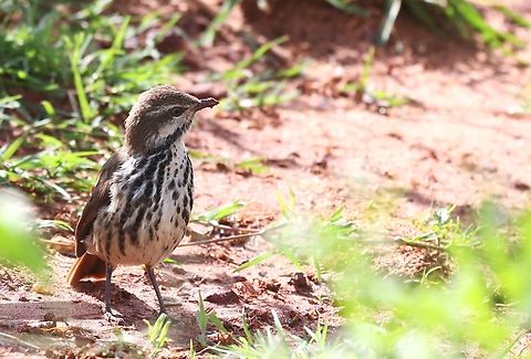 Spotted Palm Thrush Another bird spotted on the edge of Yabello.  You can see that there'd just been a rain shower in this arid area. Cichladusa guttata,Oromia,Spotted palm thrush,Yabello
