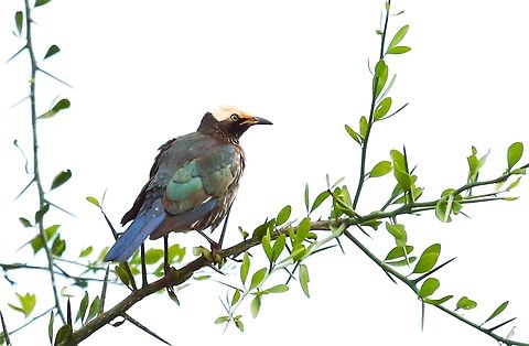 White-crowned Starling Another colourful Ethiopian starling. Lamprotornis albicapillus,Oromia,White-crowned starling,Yabello