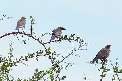 3 White-crowned Starlings A colourful triumvirate of these starlings Lamprotornis albicapillus,Oromia,White-crowned starling,Yabello