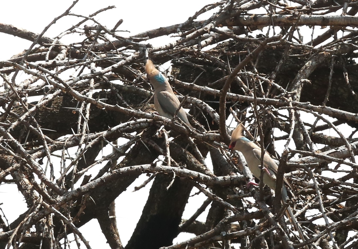 A pair of Blue-naped Mousebirds A colourful mousebird species Blue-naped mousebird,Oromia,Urocolius macrourus,Yabello