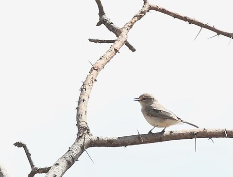 African Grey Flycatcher - Ethiopian ssp This is an example of the Ethiopian ssp (Bradornis_microrhynchus_pumilus) of the African Grey Flycatcher seen outside Yabello. African grey flycatcher,Bradornis_microrhynchus_pumilus,Melaenornis microrhynchus,Oromia,Yabello
