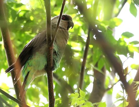 African Orange-breasted Parrot - female We were approaching Yabello when our guide Bereket, heard this female parrot calling from within a small tree as we were passing in our vehicle, so he stopped the car and we wandered over towards a small copse of trees until we eventually located the bird with its wonderful camouflage. Orange-breasted Parrot,Oromia,Poicephalus rufiventris,Red-bellied parrot,Yabello