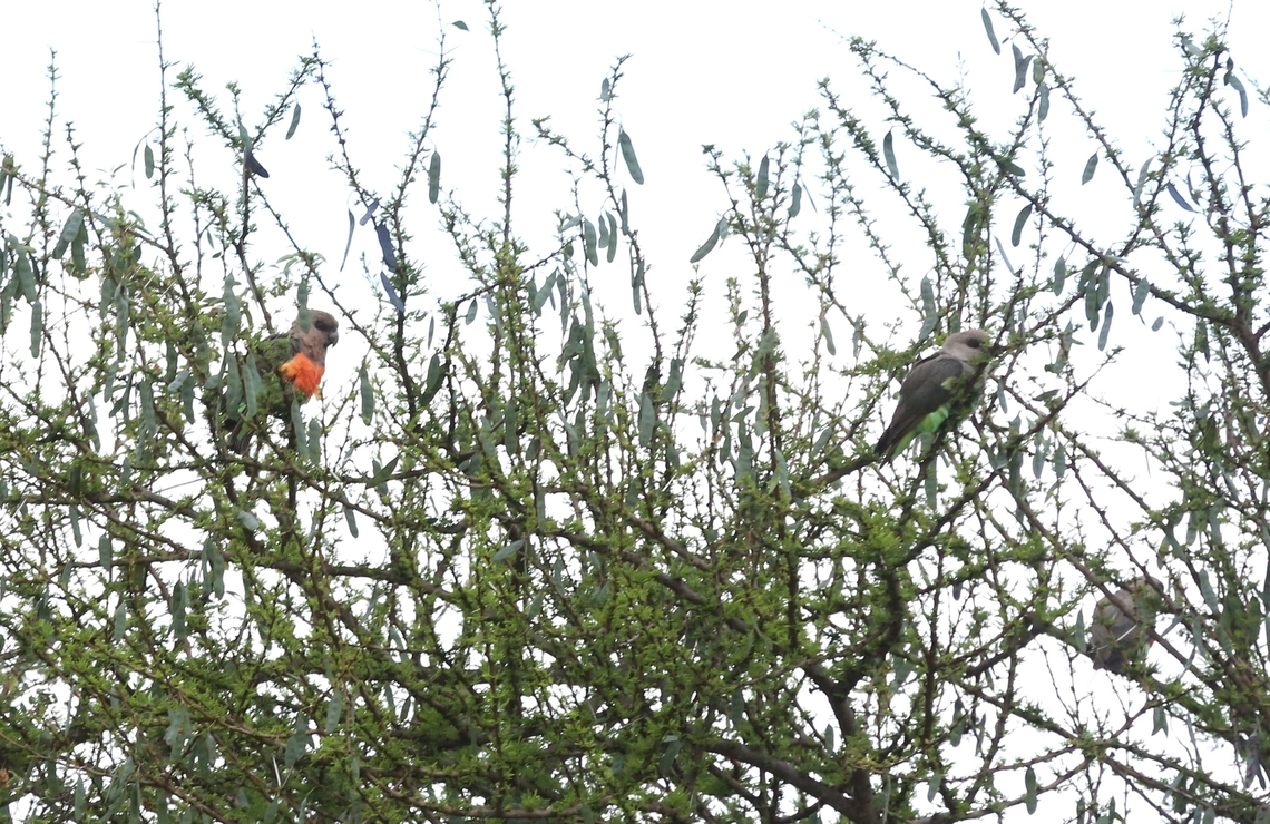 A pair of African Orange-breasted Parrots alongside the Yabello road  African Orange-bellied Parrot,Oromia,Poicephalus rufiventris,Red-bellied parrot,Yabello