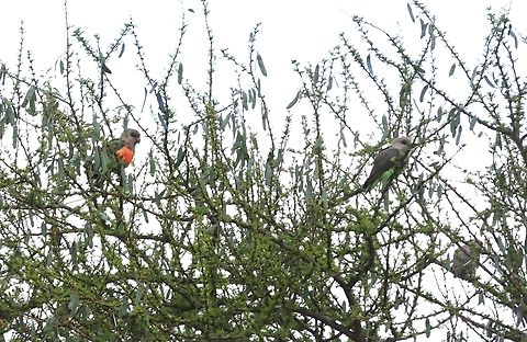 A pair of African Orange-breasted Parrots alongside the Yabello road  African Orange-bellied Parrot,Oromia,Poicephalus rufiventris,Red-bellied parrot,Yabello