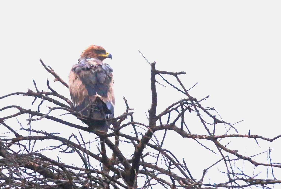 Wahlberg's Eagle seen on the road to Arero Seen early morning soon after leaving Yabello on the road to Arero. Hieraaetus wahlbergi,Oromia,Wahlberg’s Eagle,Yabello