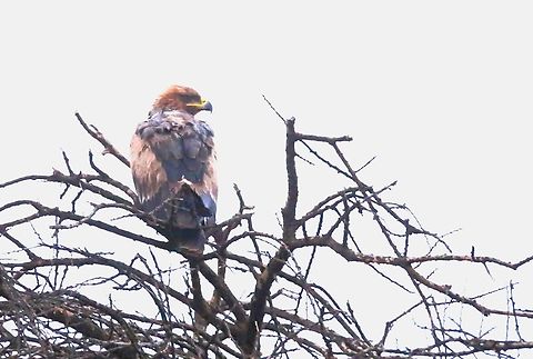 Wahlberg's Eagle seen on the road to Arero Seen early morning soon after leaving Yabello on the road to Arero. Hieraaetus wahlbergi,Oromia,Wahlberg’s Eagle,Yabello