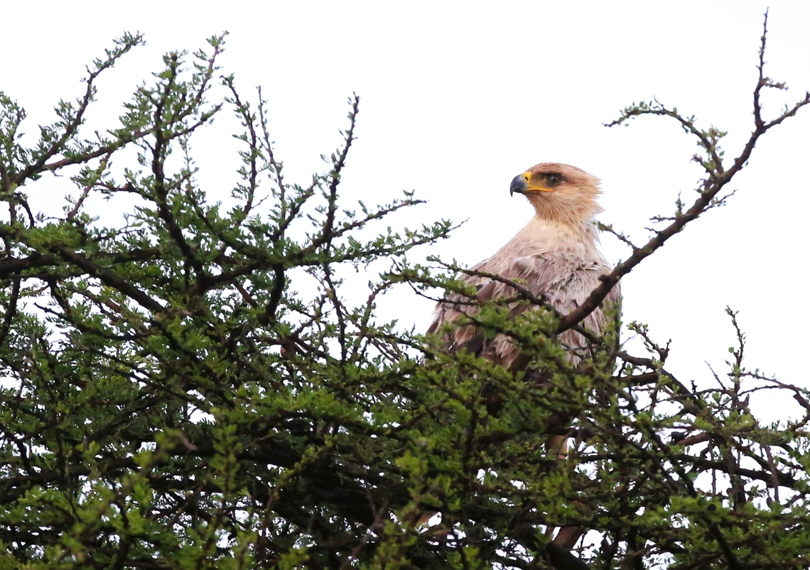 Tawny Eagle near Yabello Just outside Yabello on the road to Mega Aquila rapax,Oromia,Tawny Eagle,Yabello
