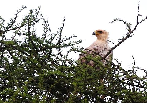 Tawny Eagle near Yabello Just outside Yabello on the road to Mega Aquila rapax,Oromia,Tawny Eagle,Yabello