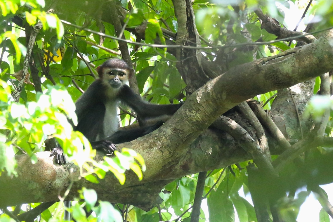 Black-shanked Douc Langur This endearing Douc Langur was relatively easy to find but difficult difficult to photograph as it lives in the high canopy of the primary Rainforest in a fairly small range of the Annamite Mountains.  Here a young adult. Annamite Mountains,Black-shanked douc,Cat Tien National Park,Pygathrix nigripes