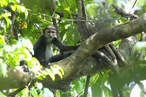 Black-shanked Douc Langur This endearing Douc Langur was relatively easy to find but difficult difficult to photograph as it lives in the high canopy of the primary Rainforest in a fairly small range of the Annamite Mountains.  Here a young adult. Annamite Mountains,Black-shanked douc,Cat Tien National Park,Pygathrix nigripes