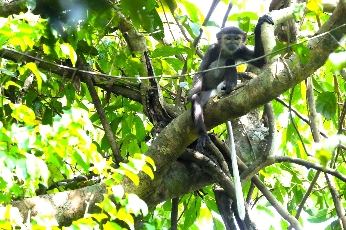 Young adult Black-shanked Douc Langur Spotted!! Annamite Mountains,Black-shanked douc,Cat Tien National Park,Pygathrix nigripes