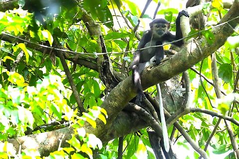 Young adult Black-shanked Douc Langur Spotted!! Annamite Mountains,Black-shanked douc,Cat Tien National Park,Pygathrix nigripes