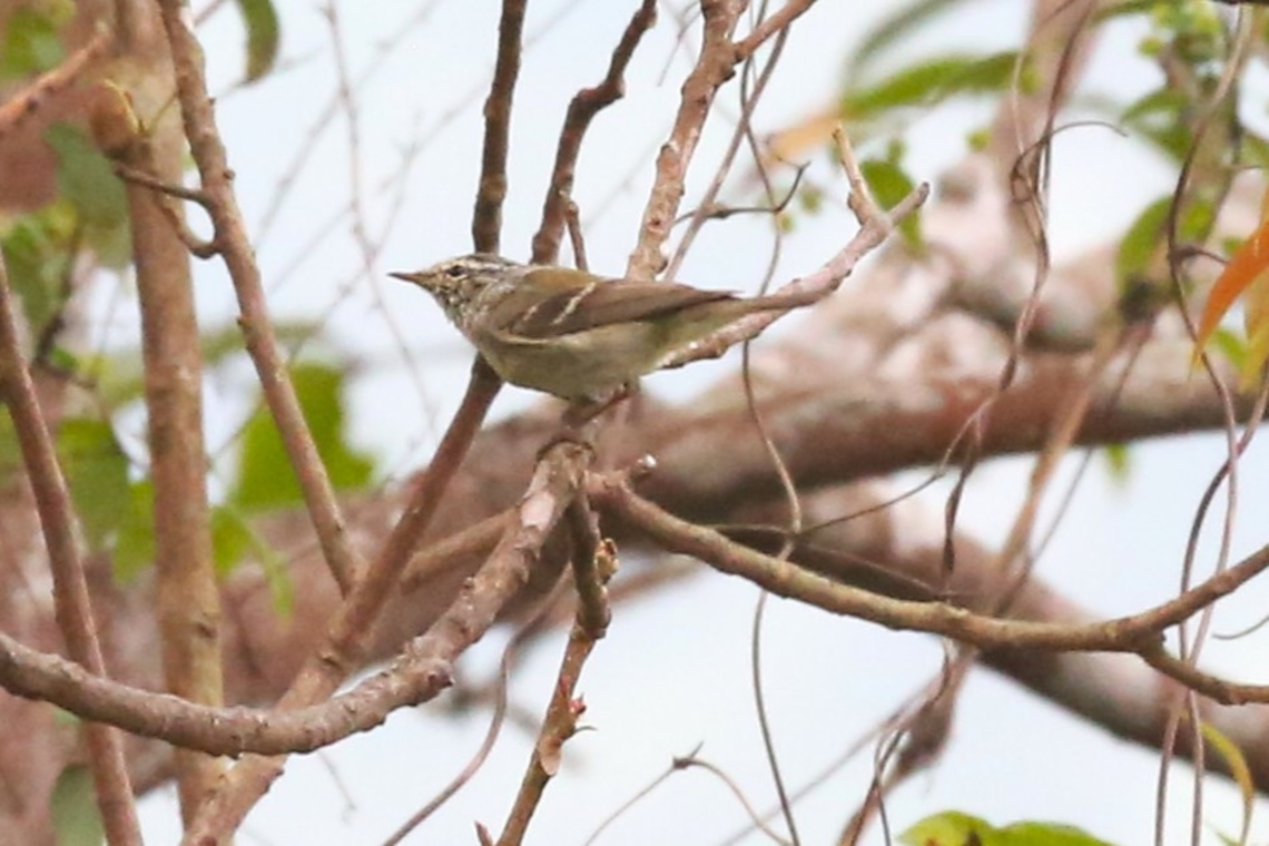 Ashy-throated Warbler Spotted in a small flock of mixed birds as we were descending Bach Ma in the national park.  Birds very difficult to spot in this amazing site. Ashy-throated warbler,Bach Ma National Park,Phylloscopus maculipennis