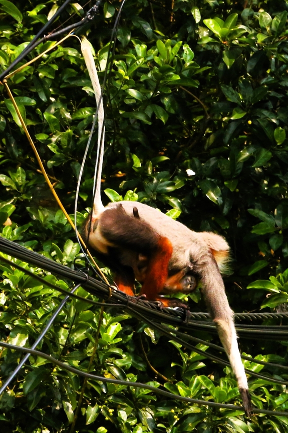 Mother with infant Red-shanked Douc Langur crossing a road Excellent acrobatic routine by mother &amp; infant. Danang,Monkey mountain,Pygathrix nemaeus,Red-shanked douc,Son Tra Mountain