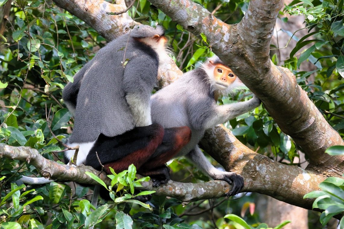 Red-Shanked Douc Langurs mating Visited the Son Tra Peninsula just to the East of Danang, so fortunate to see a small family of the the Red-shanked Douc Langurs close by the road.  These must be the most colourful primates.   Danang,Monkey mountain,Pygathrix nemaeus,Red-shanked douc,Son Tra Mountain