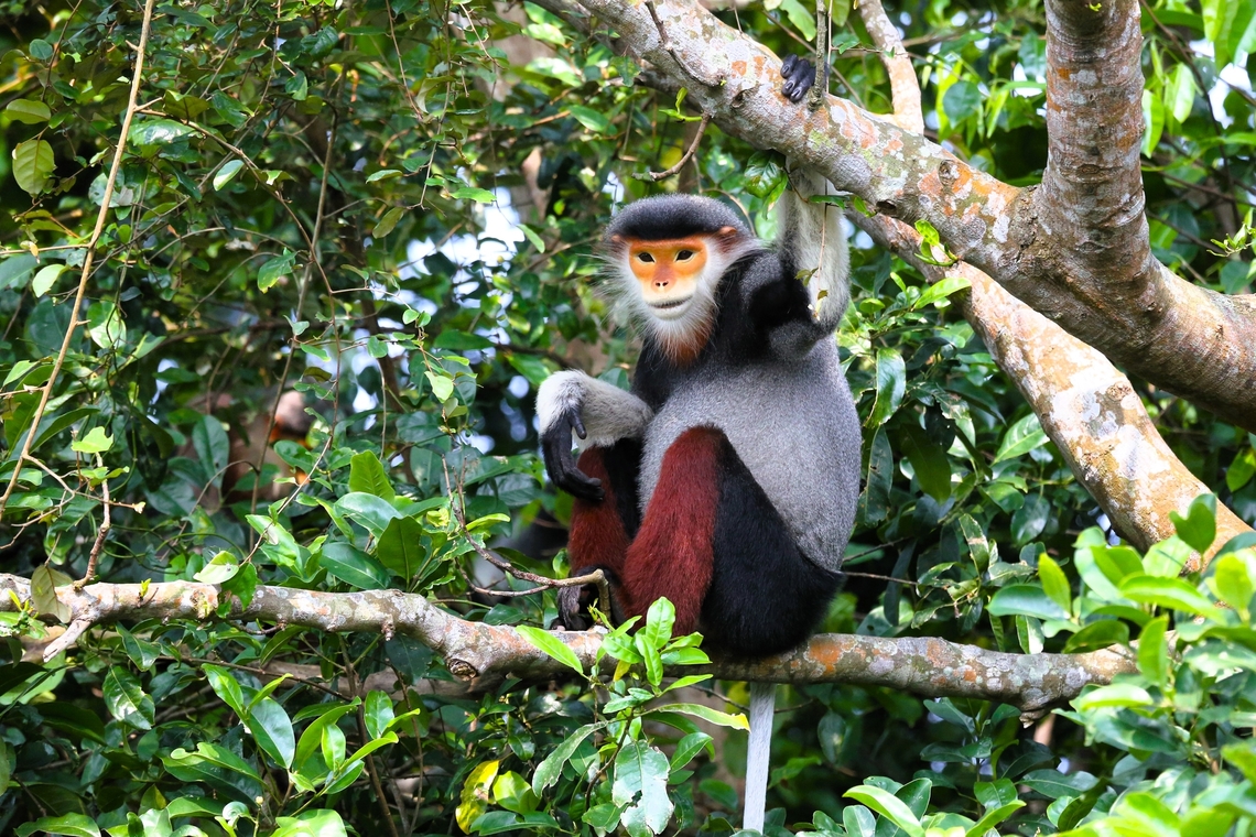 The male of this Red-shanked Douc Langur group Keeping a watchful eye on us. Danang,Monkey mountain,Pygathrix nemaeus,Red-shanked douc,Son Tra Mountain