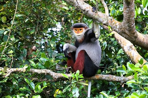The male of this Red-shanked Douc Langur group Keeping a watchful eye on us. Danang,Monkey mountain,Pygathrix nemaeus,Red-shanked douc,Son Tra Mountain