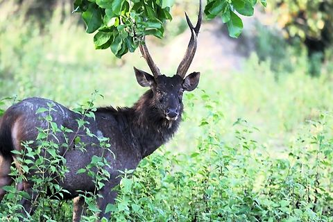 Sambar Stag, early evening Cat Tien NP An early evening wary stag. Cat Tien National Park,Rusa unicolor,Sambar