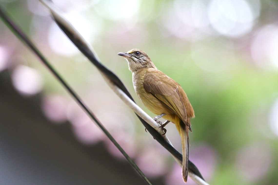 Streak-eared Bulbul This Bulbul was fairly noticeable in and around the the lodges at Cat Tien. Cat Tien National Park,Pycnonotus conradi,Streak-eared Bulbul