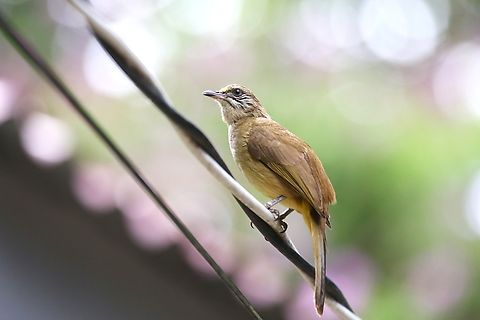 Streak-eared Bulbul This Bulbul was fairly noticeable in and around the the lodges at Cat Tien. Cat Tien National Park,Pycnonotus conradi,Streak-eared Bulbul