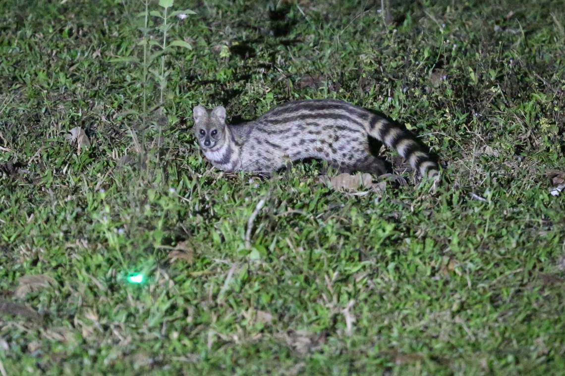 Small Indian Civet This little civet seen crossing grassland close by the Dong Nai river, which is a major water source for Ho Chi Minh city. Cat Tien National Park,Dong Nai river,Small Indian civet,Viverricula indica
