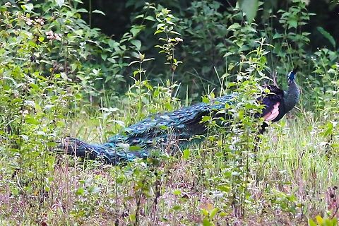 Green Peafowl Showing off all all his colours despite the evening gloom. Cat Tien National Park,Dong Nai river,Green peafowl,Pavo muticus