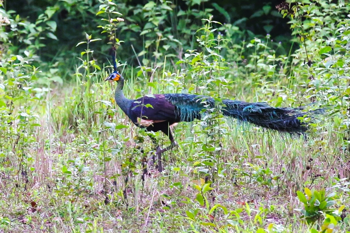 Green Peafowl Evening along the Dong Nai river Cat Tien National Park,Dong Nai river,Green peafowl,Pavo muticus