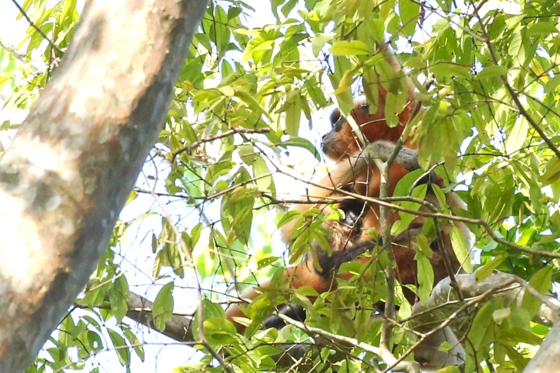 Southern Yellow Cheeked Gibbon and infant A female seen up in the top of this tree with an infant. Cat Tien National Park,Dong Nai river,Nomascus gabriellae,Yellow-cheeked gibbon