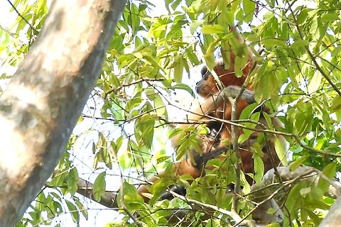 Southern Yellow Cheeked Gibbon and infant A female seen up in the top of this tree with an infant. Cat Tien National Park,Dong Nai river,Nomascus gabriellae,Yellow-cheeked gibbon