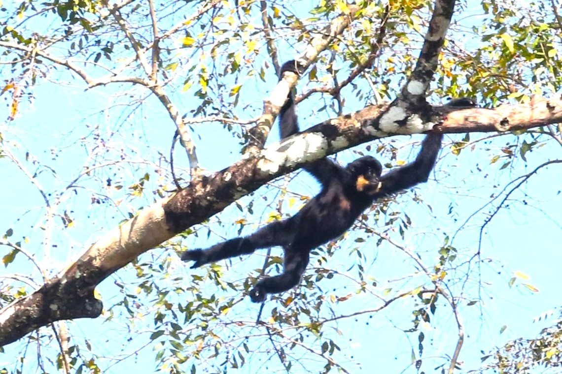 Southern Yellow Cheeked Gibbon at pace Watching this wonderful Gibbon move through the top of the forest at pace! Cat Tien National Park,Dong Nai river,Nomascus gabriellae,Yellow-cheeked gibbon