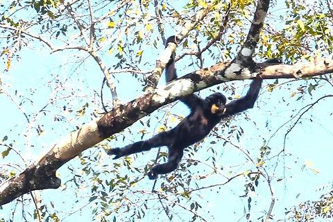 Southern Yellow Cheeked Gibbon at pace Watching this wonderful Gibbon move through the top of the forest at pace! Cat Tien National Park,Dong Nai river,Nomascus gabriellae,Yellow-cheeked gibbon