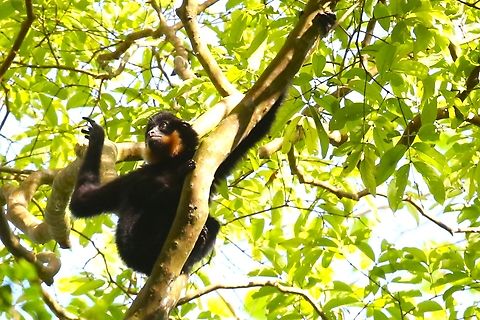 Southern Yellow-cheeked Gibbon - Male Alongside the Dong Nai river, showing his tell-tale yellow cheek in the early morning sun.  Yes, the singing was fantastic.  There is a recovery centre at Cat Tien but we were fortunate to see and hear these wonderful creatures in the National Park Cat Tien National Park,Dong Nai river,Nomascus gabriellae,Yellow-cheeked gibbon