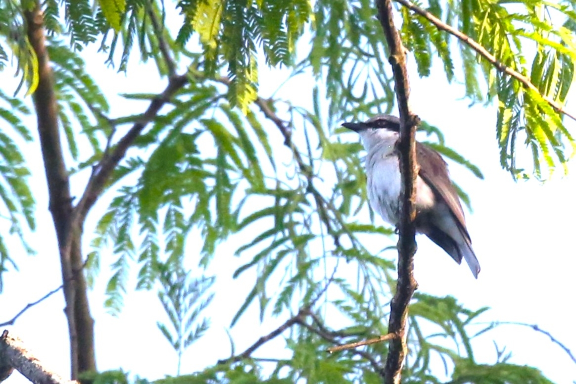 Common Woodshrike  Cat Tien National Park,Common woodshrike,Dong Nai river,Tephrodornis pondicerianus