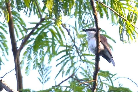 Common Woodshrike  Cat Tien National Park,Common woodshrike,Dong Nai river,Tephrodornis pondicerianus