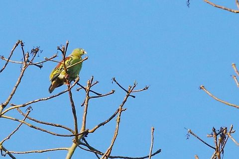 Thick-billed Green Pigeon Right up at the top of the tree. Cat Tien National Park,Dong Nai river,Thick-billed green pigeon,Treron curvirostra