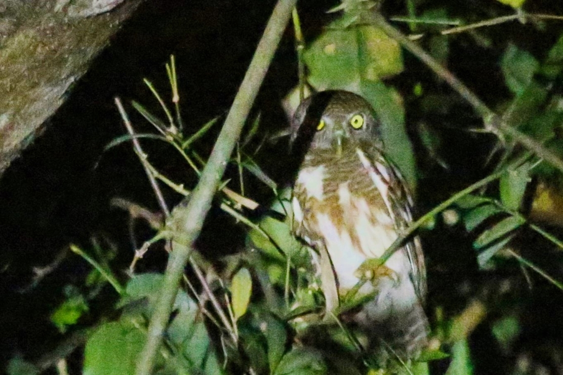Asian Barred Owl On a night drive in Cat Tien, looks like it may be a juvenile. Asian barred owlet,Cat Tien National Park,Dong Nai river,Glaucidium cuculoides