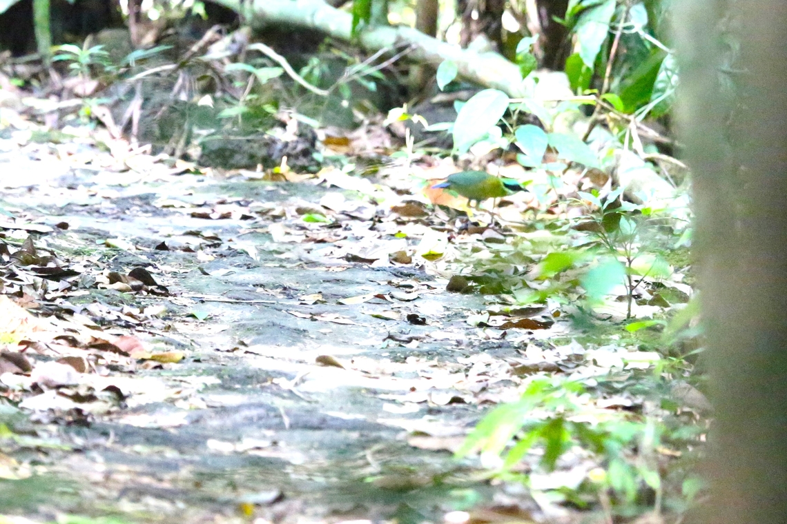 Bar-bellied Pitta Fortunate to see this Pitta briefly, whilst it crossed the track through Bau Crocodile Forest, whilst we were walking to Crocodile Lake to see the Siamese Crocodile  on a very warm humid day. Bar-bellied pitta,Bau Crocodile Forest,Cat Tien National Park,Hydrornis elliotii