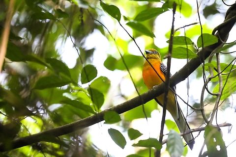 Orange-breasted Trogon Again we were fortunate to spot this trogon, close by the path to the Crocodile lake whilst we were walking there. Bau Crocodile Forest,Cat Tien National Park,Harpactes oreskios,Orange-breasted trogon