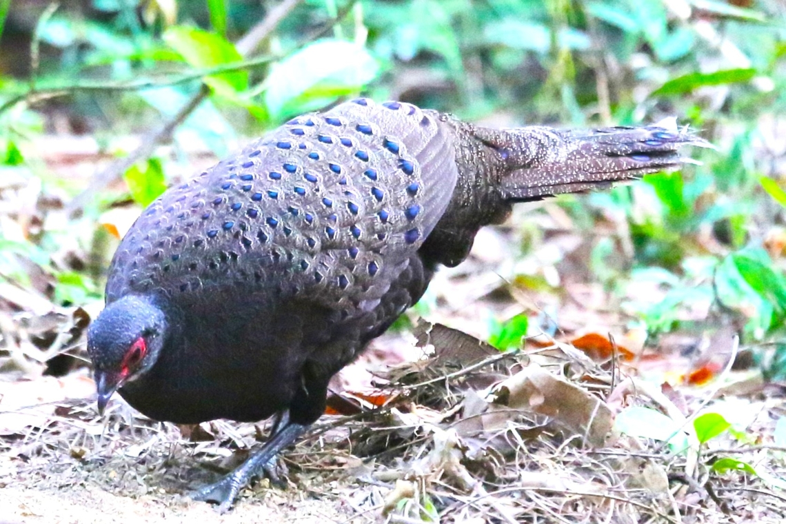 Germain's Peacock-pheasant  Cat Tien National Park,Dong Nai river,Germain's peacock-pheasant,Polyplectron germaini