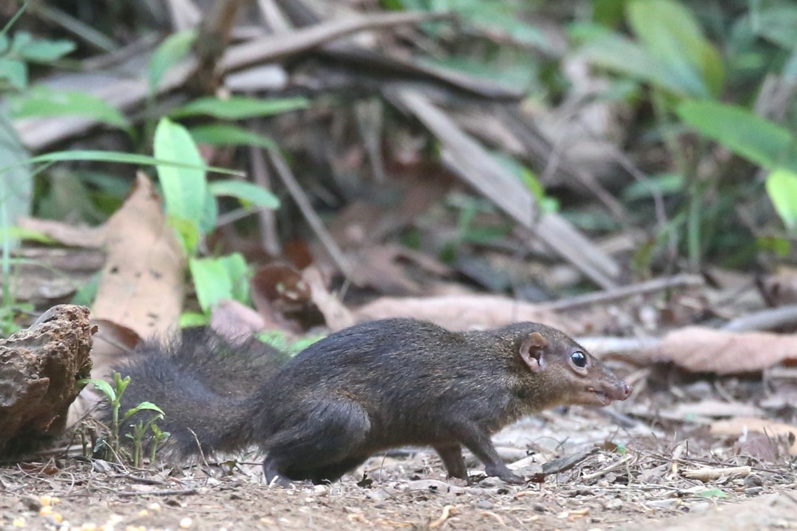 Northern Treeshrew  Cat Tien National Park,Dong Nai river,Northern treeshrew,Tupaia belangeri