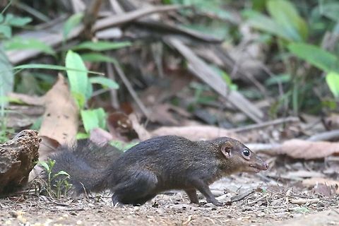 Northern Treeshrew  Cat Tien National Park,Dong Nai river,Northern treeshrew,Tupaia belangeri