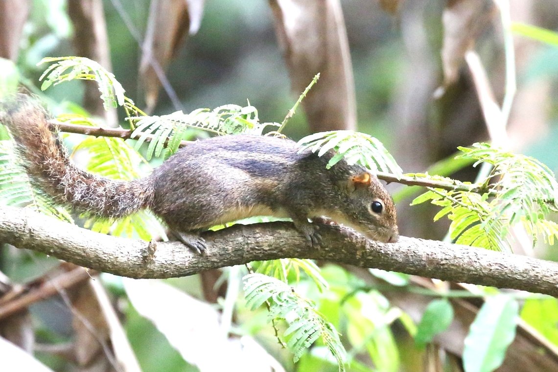 Indo-chinese Ground Squirrel There are, as I understand, 7 ssp of this ground squirrel. Berdmore's Ground squirrel,Cat Tien National Park,Dong Nai river,Indo-chinese Ground Squirrel,Menetes berdmorei