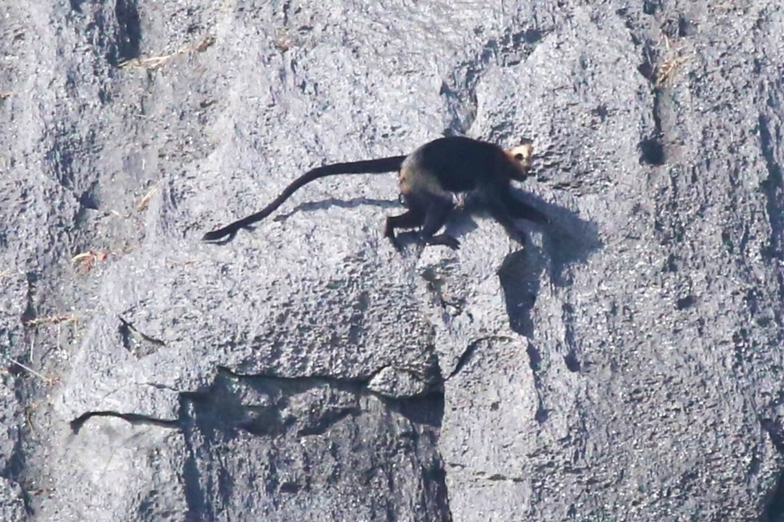 Cat Ba Langur During 2 trips to try to see these shy and elusive Langurs we were fortunate enough to see a total of 16 individuals, which represented 20% of the world population.  Very chastening!  Our guide estimates that there are now 80 individuals rather than the figure of 70 which has been the accepted number for some 20 years or so. Cat Ba Island,Cat Ba langur,Golden-headed Langur,Ha Long Bay,Trachypithecus poliocephalus,karst limestone cliffs