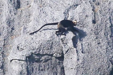 Cat Ba Langur During 2 trips to try to see these shy and elusive Langurs we were fortunate enough to see a total of 16 individuals, which represented 20% of the world population.  Very chastening!  Our guide estimates that there are now 80 individuals rather than the figure of 70 which has been the accepted number for some 20 years or so. Cat Ba Island,Cat Ba langur,Golden-headed Langur,Ha Long Bay,Trachypithecus poliocephalus,karst limestone cliffs