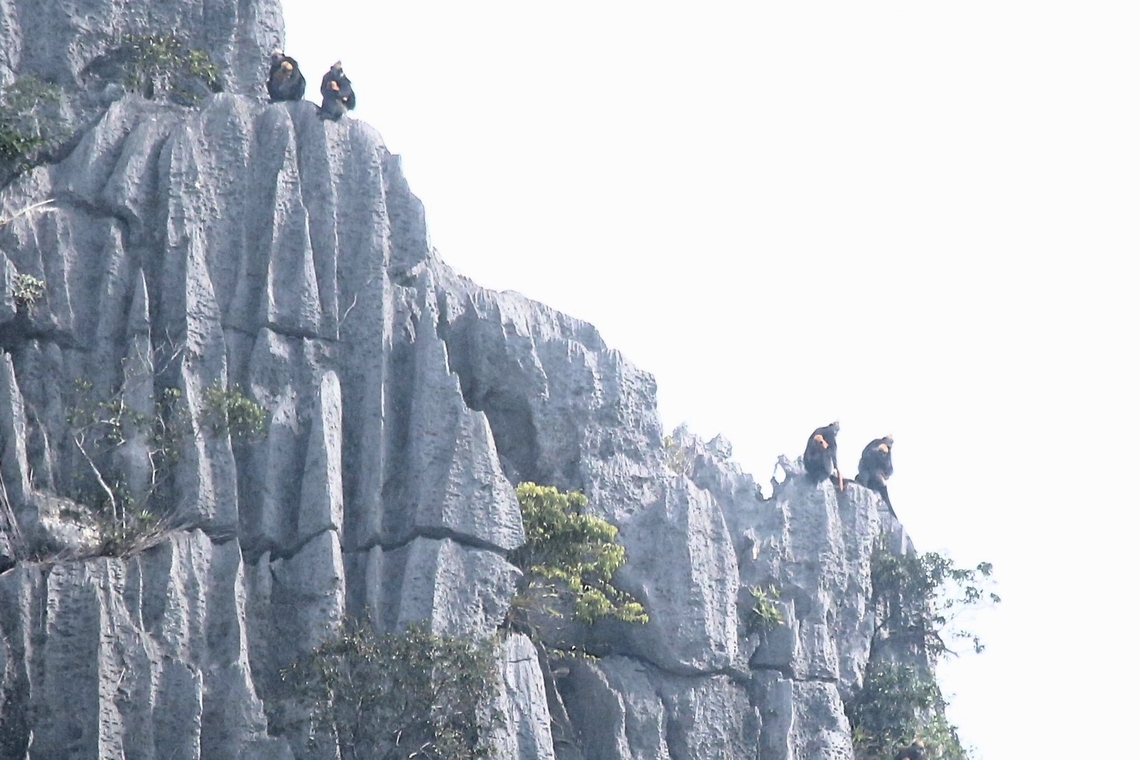 Cat Ba Langurs - heartening, 4 mothers, each with infants The good news is that these critically endangered langurs are now much better protected than they were by the Vietnam Government and that there may be 80 individuals here, representing an increase of over 14% in the world population.  This view that we had, certainly was heartening.  During the 2 trips to try to see these shy and elusive Langurs we were fortunate enough to see a total of 16 individuals, which represented 20% of the world population, this demonstrates their vulnerability. Cat Ba Island,Cat Ba langur,Golden-headed Langur,Ha Long Bay,Trachypithecus poliocephalus,karst limestone cliffs