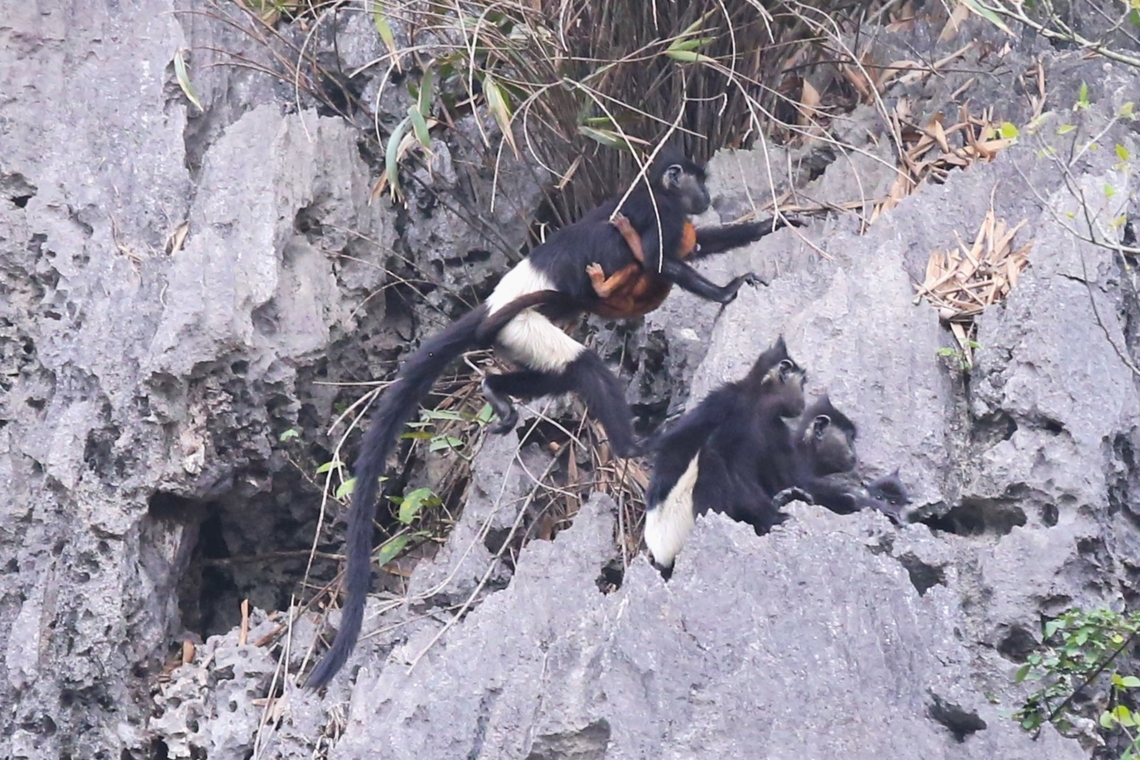 Mother Delacour's Langur with infant and 3 other family members These Langurs were relatively approachable by boat (see photo below) &amp; during the day we saw a number of families totalling 50 individuals with what appeared to be a flourishing family life and they showed great social cohesion.  Infants in attendance and well looked after.  There are now believed to be somewhere over 300 individuals known in the world.  The population in Van Long has quadrupled in the past 25 years, with poaching and habitat loss the main dangers to their numbers.  Agreement had to be made with the locals to remove goats from the proposed Reserve area to allow the tree cover to recover.  A viable new population of approximately 40 Delacour&#039;s was discovered elsewhere in 2016. Delacour's langur,Ninh Binh,Trachypithecus delacouri,Van Long Nature Reserve,karst limestone cliffs