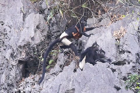 Mother Delacour's Langur with infant and 3 other family members These Langurs were relatively approachable by boat (see photo below) & during the day we saw a number of families totalling 50 individuals with what appeared to be a flourishing family life and they showed great social cohesion.  Infants in attendance and well looked after.  There are now believed to be somewhere over 300 individuals known in the world.  The population in Van Long has quadrupled in the past 25 years, with poaching and habitat loss the main dangers to their numbers.  Agreement had to be made with the locals to remove goats from the proposed Reserve area to allow the tree cover to recover.  A viable new population of approximately 40 Delacour's was discovered elsewhere in 2016. Delacour's langur,Ninh Binh,Trachypithecus delacouri,Van Long Nature Reserve,karst limestone cliffs