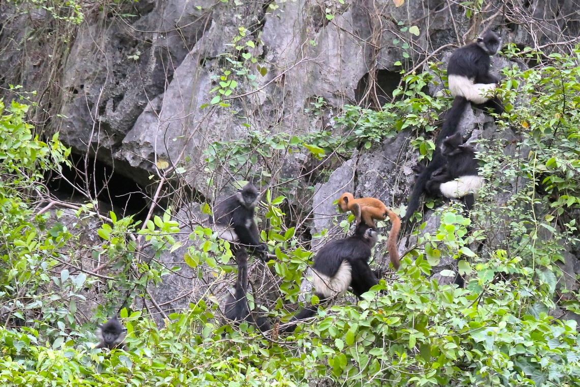 7 Delacour's Langurs with infant More critically endangered Langurs.  These Langurs were relatively approachable by boat (see photo below) &amp; it was a delightful journey, during the day we saw a number of families totalling 50 individuals with what appeared to be a flourishing family life and they showed great social cohesion.  Infants in attendance and well looked after.  There are now believed to be somewhere over 300 individuals known in the world.  The population in Van Long has quadrupled in the past 25 years, with poaching, hunting and habitat loss the main dangers to their numbers.  Agreement had to be made with the locals to remove goats from the proposed Reserve area to allow the tree cover to recover.  A viable new population of approximately 40 Delacour&#039;s was discovered elsewhere in 2016, so there is hope for these beautiful primates.  Delacour's langur,Ninh Binh,Trachypithecus delacouri,Van Long Nature Reserve,karst limestone cliffs