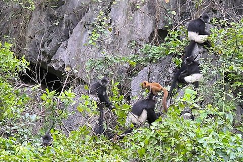 7 Delacour's Langurs with infant More critically endangered Langurs.  These Langurs were relatively approachable by boat (see photo below) & it was a delightful journey, during the day we saw a number of families totalling 50 individuals with what appeared to be a flourishing family life and they showed great social cohesion.  Infants in attendance and well looked after.  There are now believed to be somewhere over 300 individuals known in the world.  The population in Van Long has quadrupled in the past 25 years, with poaching, hunting and habitat loss the main dangers to their numbers.  Agreement had to be made with the locals to remove goats from the proposed Reserve area to allow the tree cover to recover.  A viable new population of approximately 40 Delacour's was discovered elsewhere in 2016, so there is hope for these beautiful primates.  Delacour's langur,Ninh Binh,Trachypithecus delacouri,Van Long Nature Reserve,karst limestone cliffs